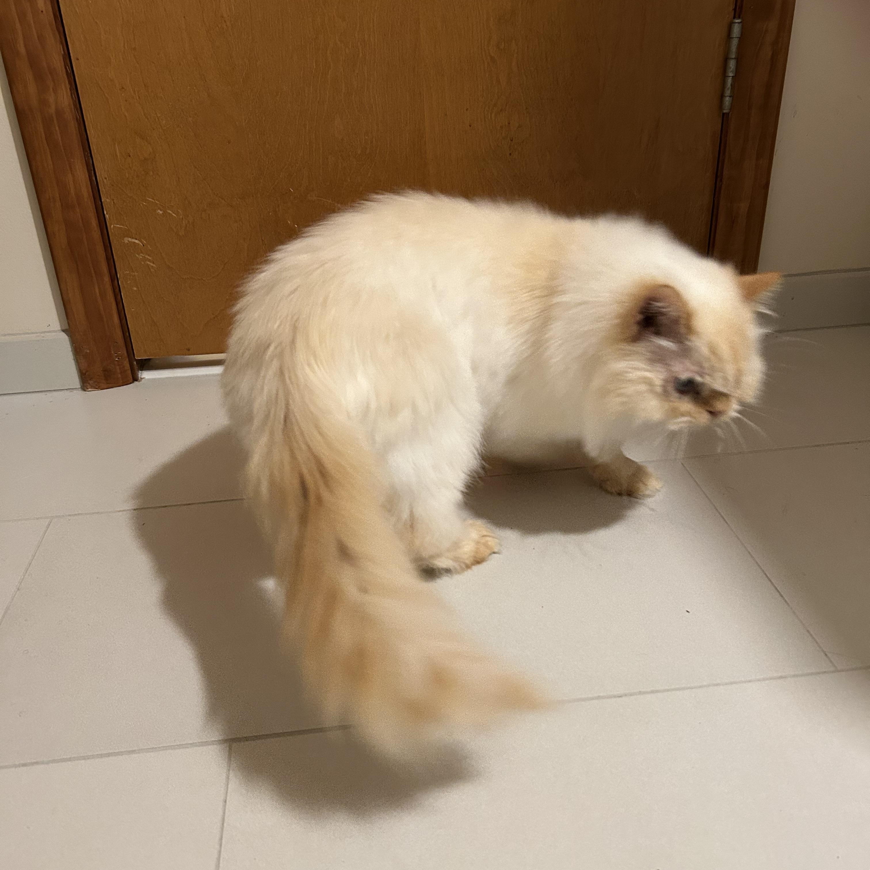 Enlarge Butters, a Adopted Himalayan in Farmington Hills, MI image 3/4