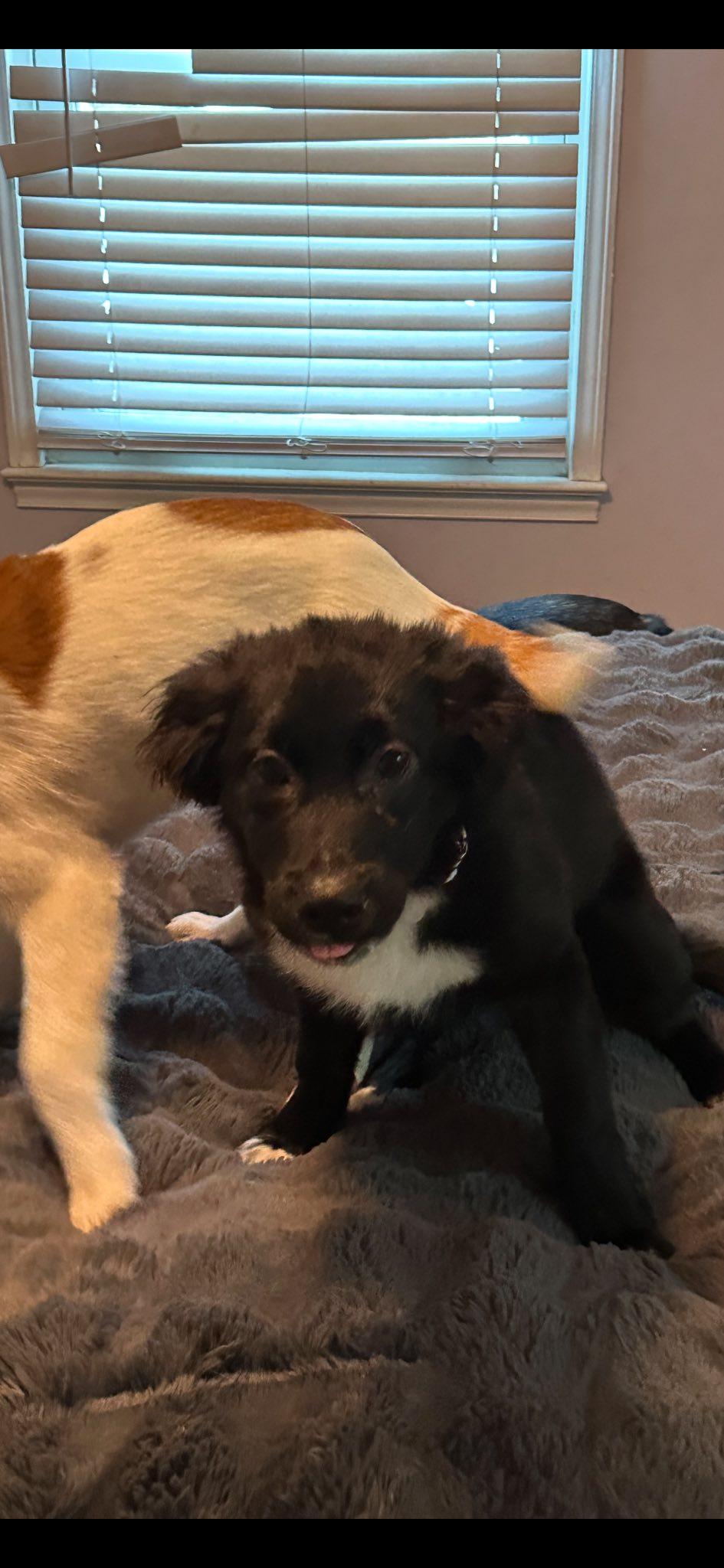 Enlarge Sasha , an adopted mixed breed in Riverdale, NJ image 6/6