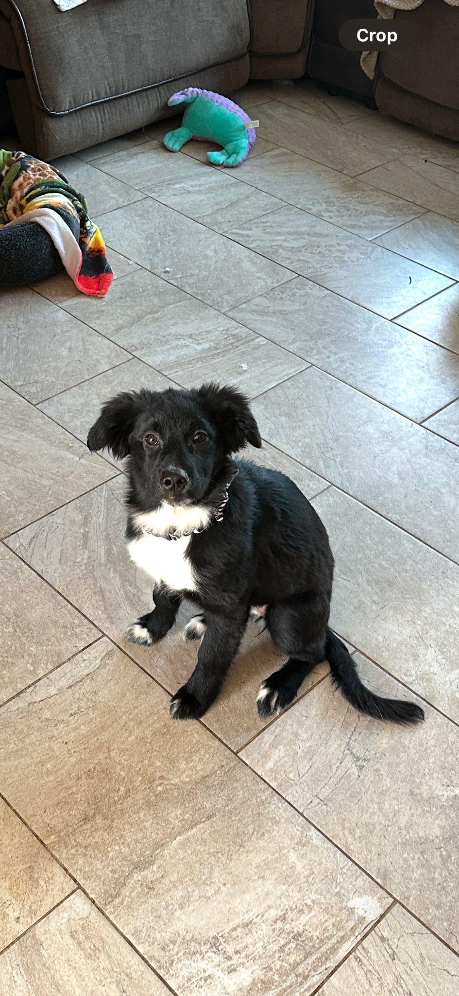 Enlarge Sasha , an adopted mixed breed in Riverdale, NJ image 1/6