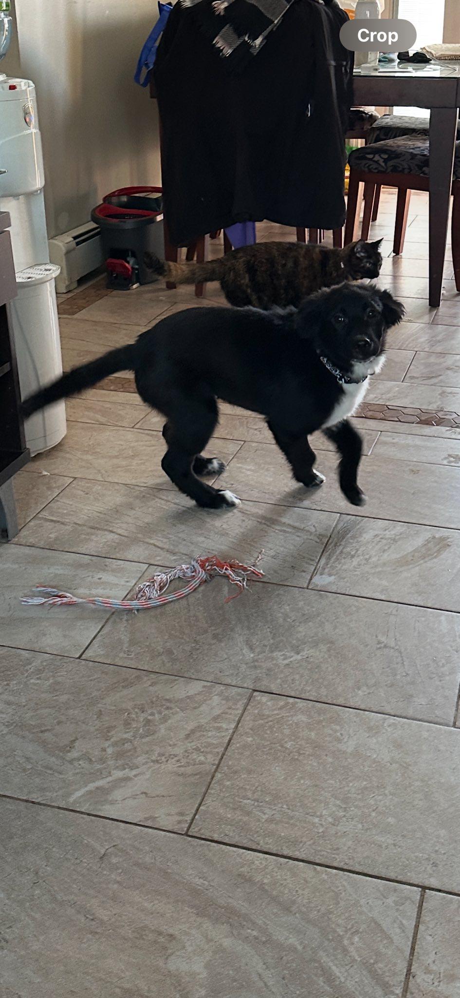 Enlarge Sasha , an adopted mixed breed in Riverdale, NJ image 5/6