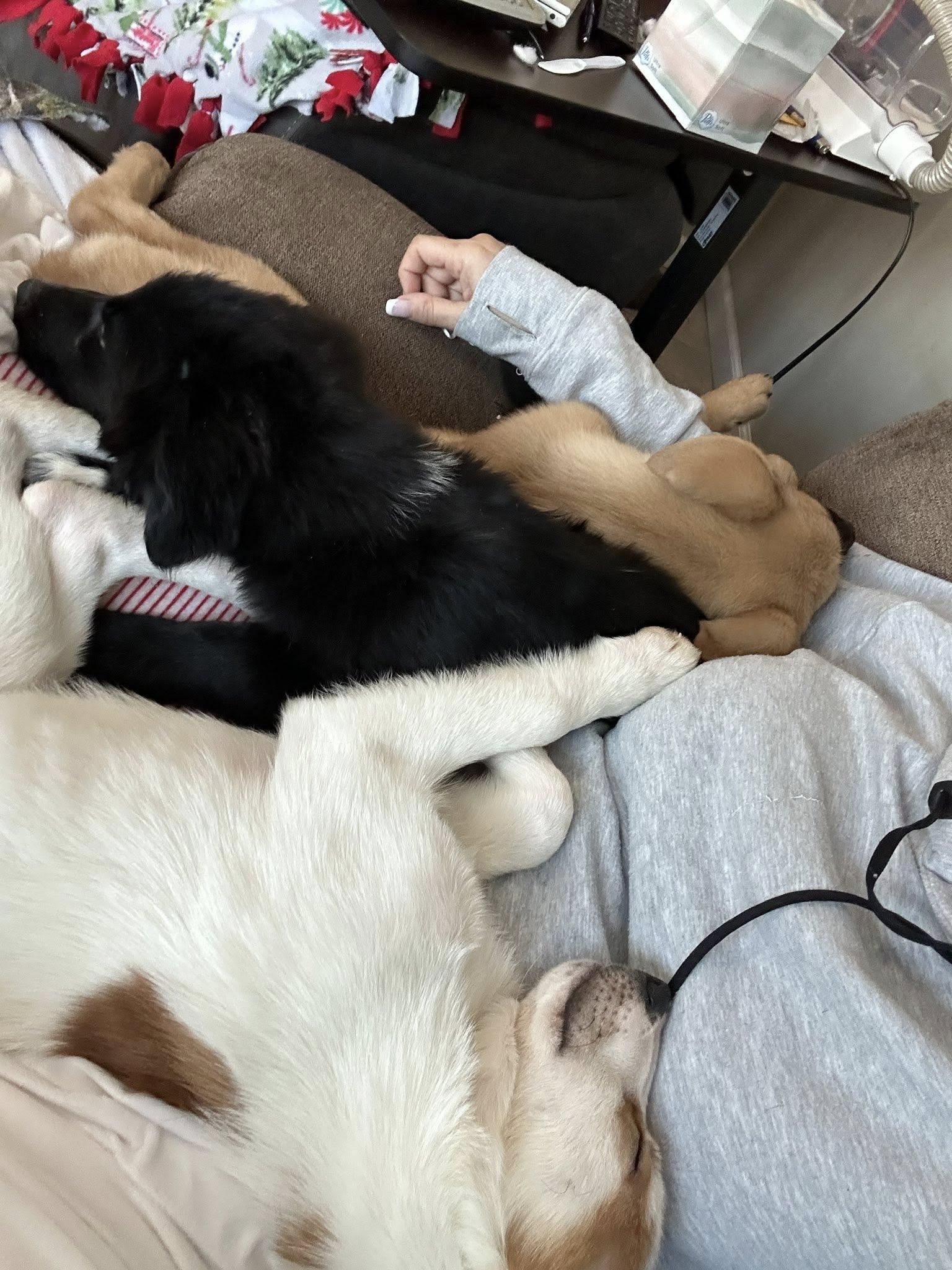 Enlarge Sasha , an adopted mixed breed in Riverdale, NJ image 3/6