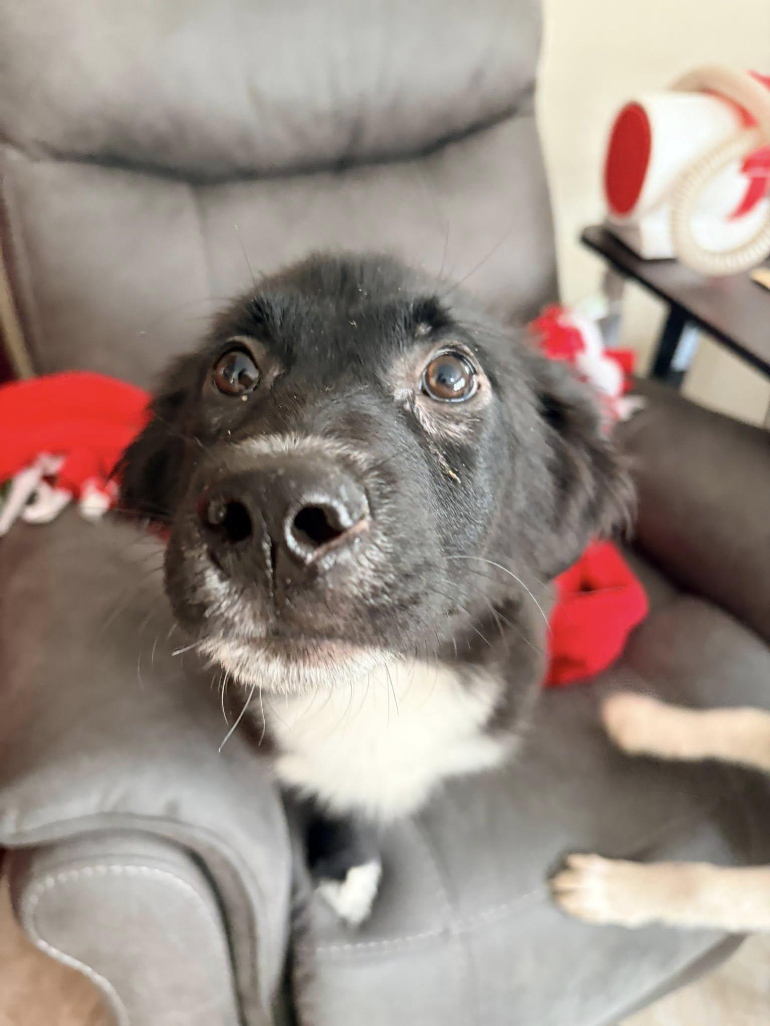 Enlarge Sasha , an adopted mixed breed in Riverdale, NJ image 4/6