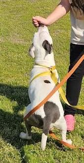 Enlarge Bianca, a ADOPTABLE mixed breed in Marshall, AR image 4/6