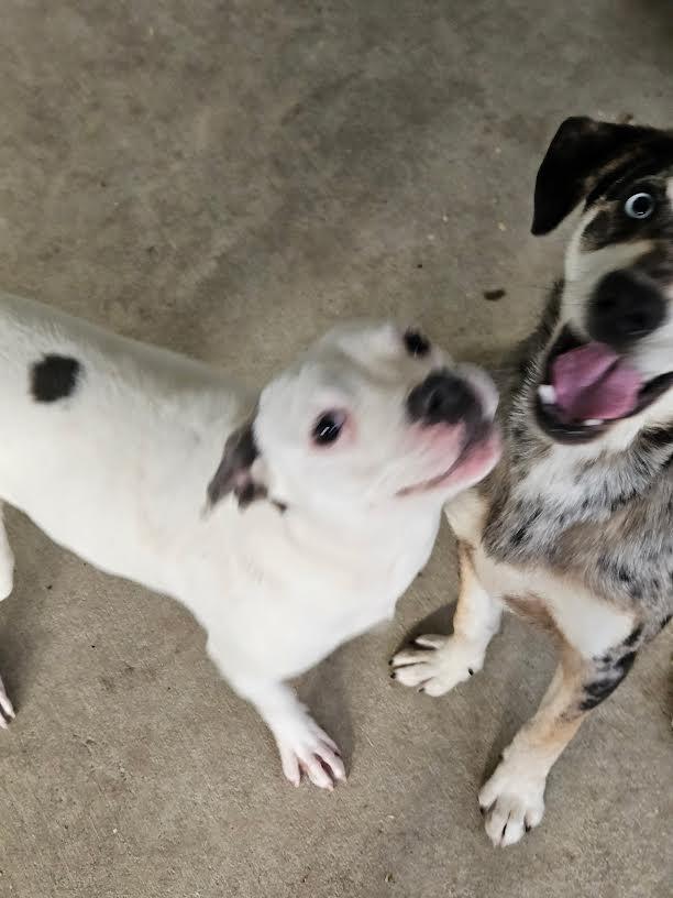 Enlarge Bianca, a ADOPTABLE mixed breed in Marshall, AR image 3/6