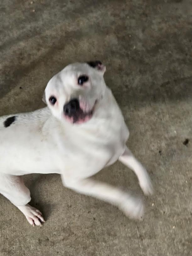 Enlarge Bianca, a ADOPTABLE mixed breed in Marshall, AR image 2/6