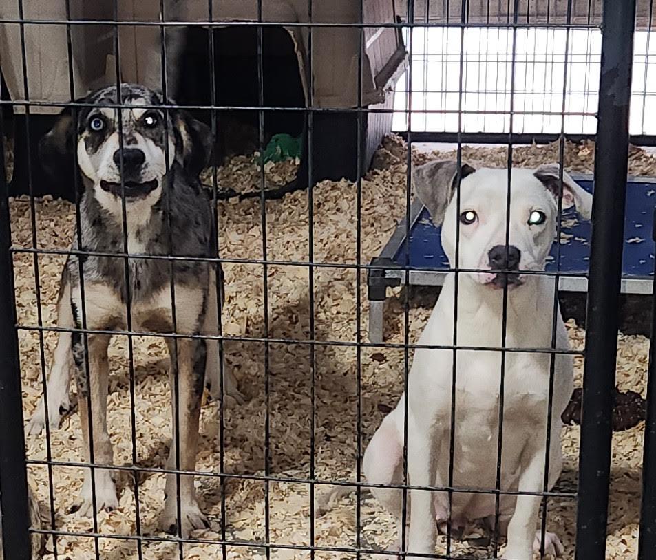 Enlarge Bianca, a ADOPTABLE mixed breed in Marshall, AR image 6/6