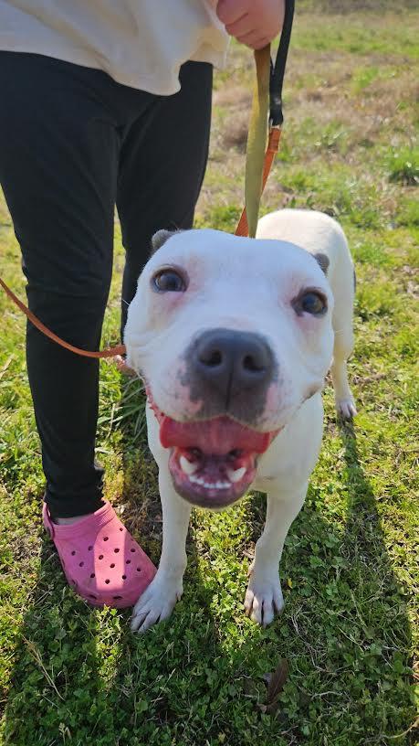 Enlarge Bianca, a ADOPTABLE mixed breed in Marshall, AR image 5/6