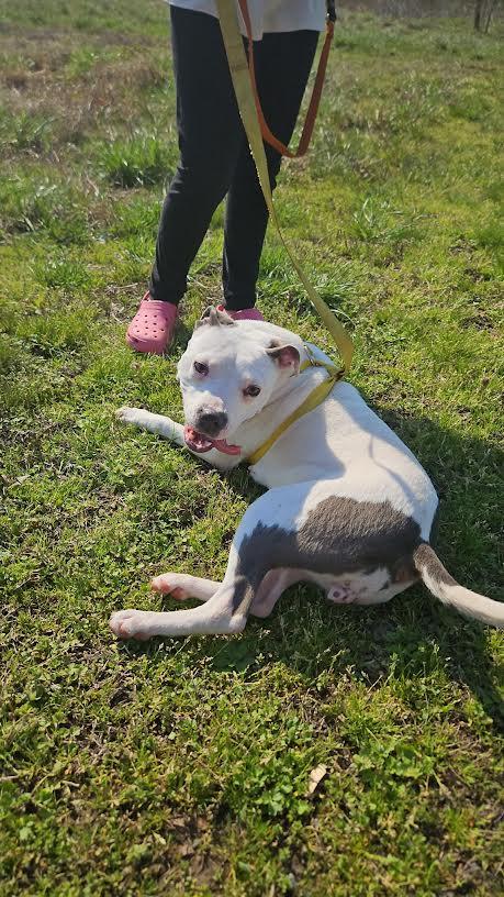 Enlarge Bianca, a ADOPTABLE mixed breed in Marshall, AR image 1/6