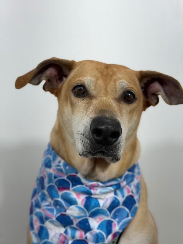 Paco-One of our Amazing Rescue Dogs, Adoptable, Adult Male Black Mouth Cur & Whippet.
