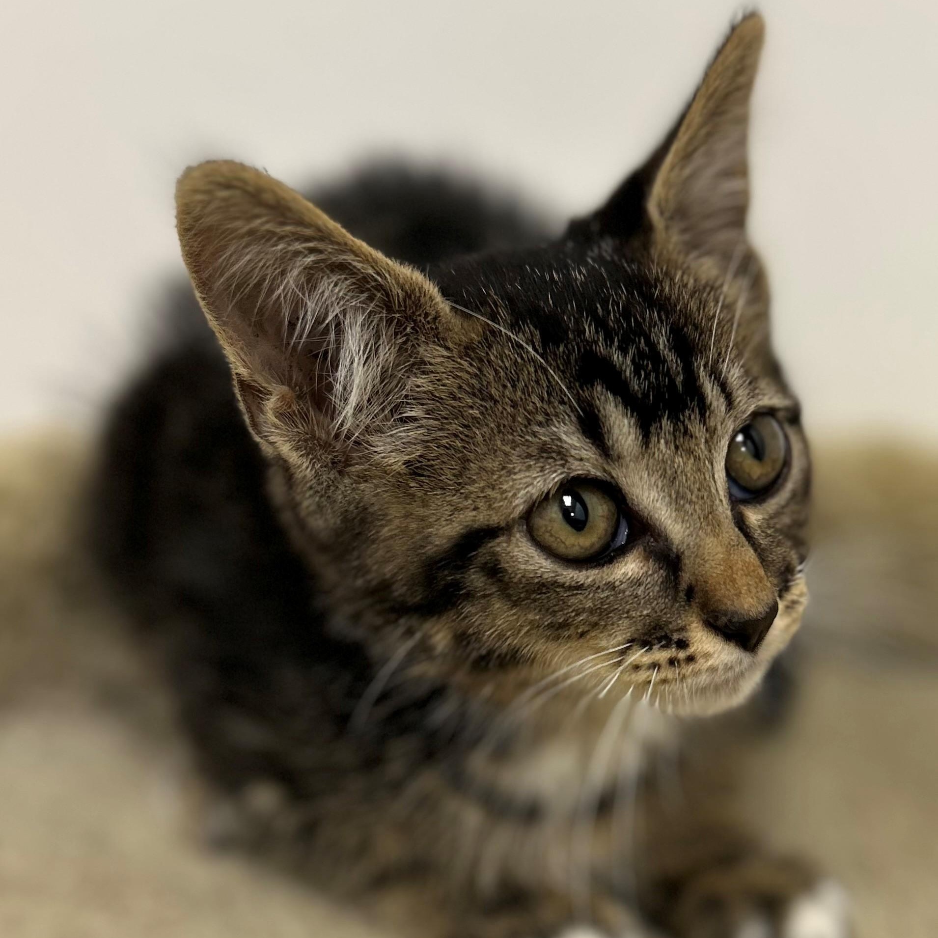 Bert, ADOPTABLE, Kitten Male Domestic Short Hair.