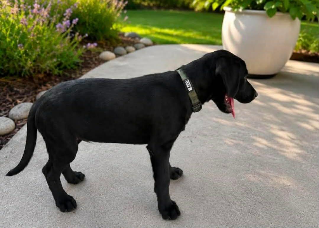 Enlarge Slate, a ADOPTABLE mixed breed in Elkton, MD image 2/3