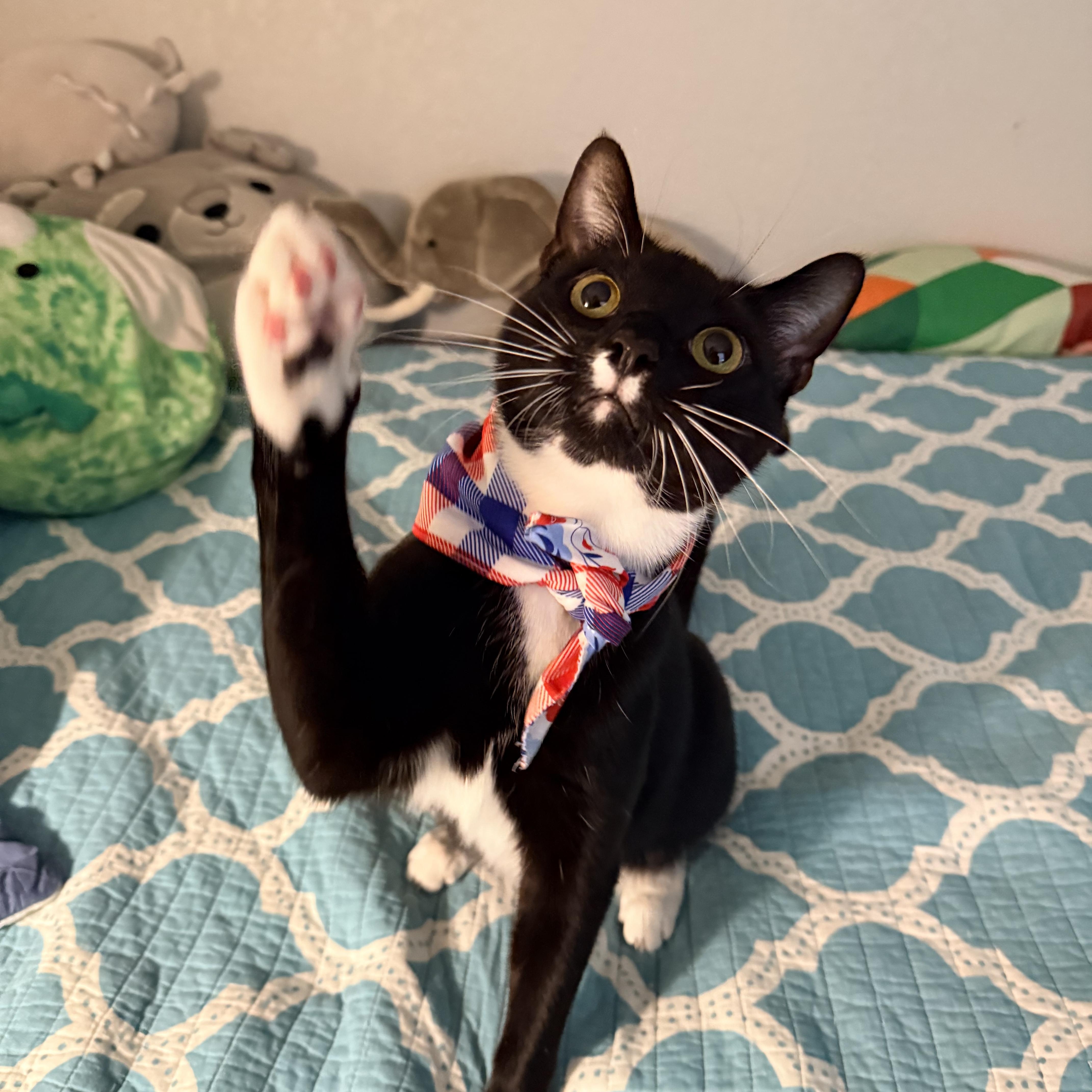 Scarecrow - Athens, GA, an adoptable mixed breed in Athens, GA image 2/6
