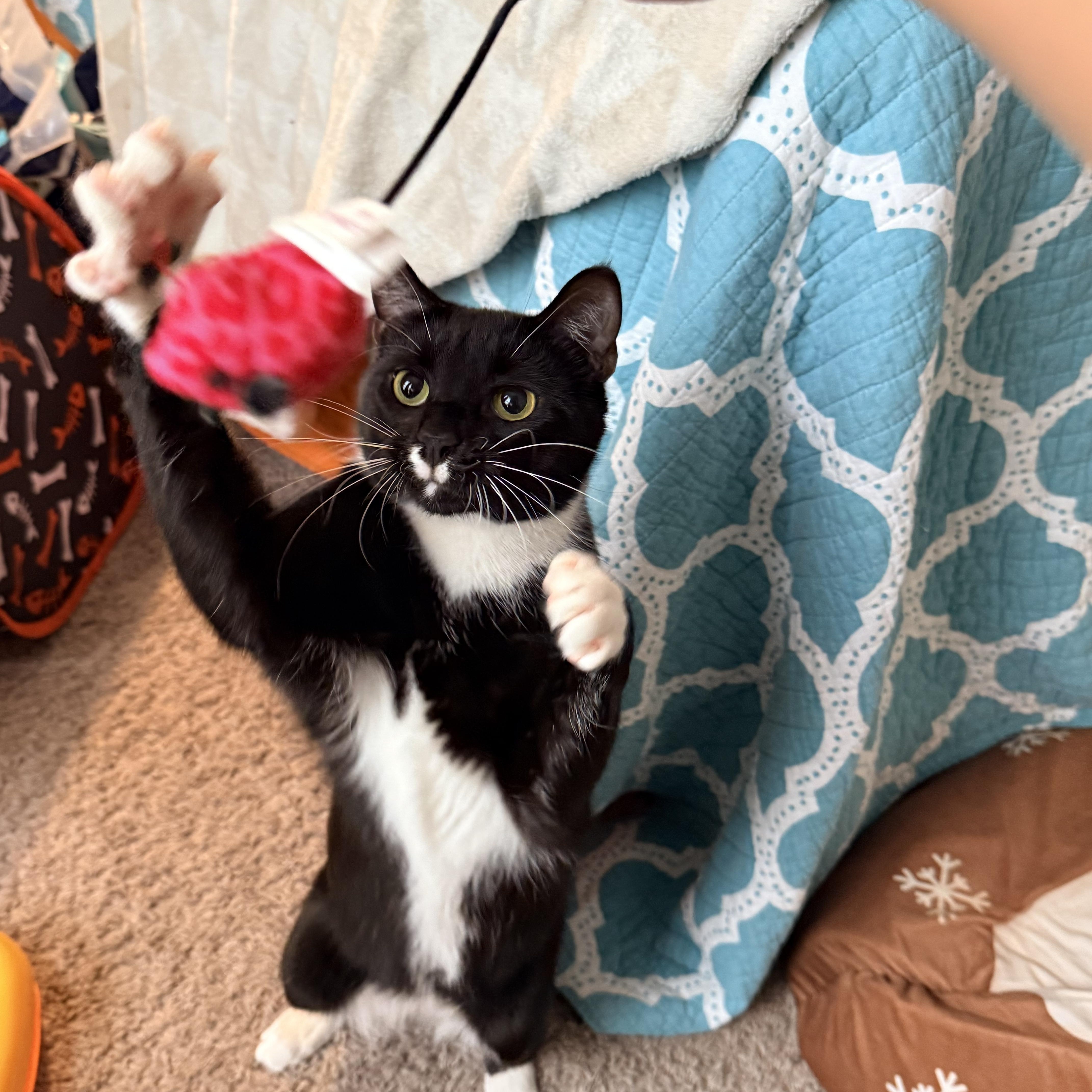 Scarecrow - Athens, GA, an adoptable mixed breed in Athens, GA image 3/6