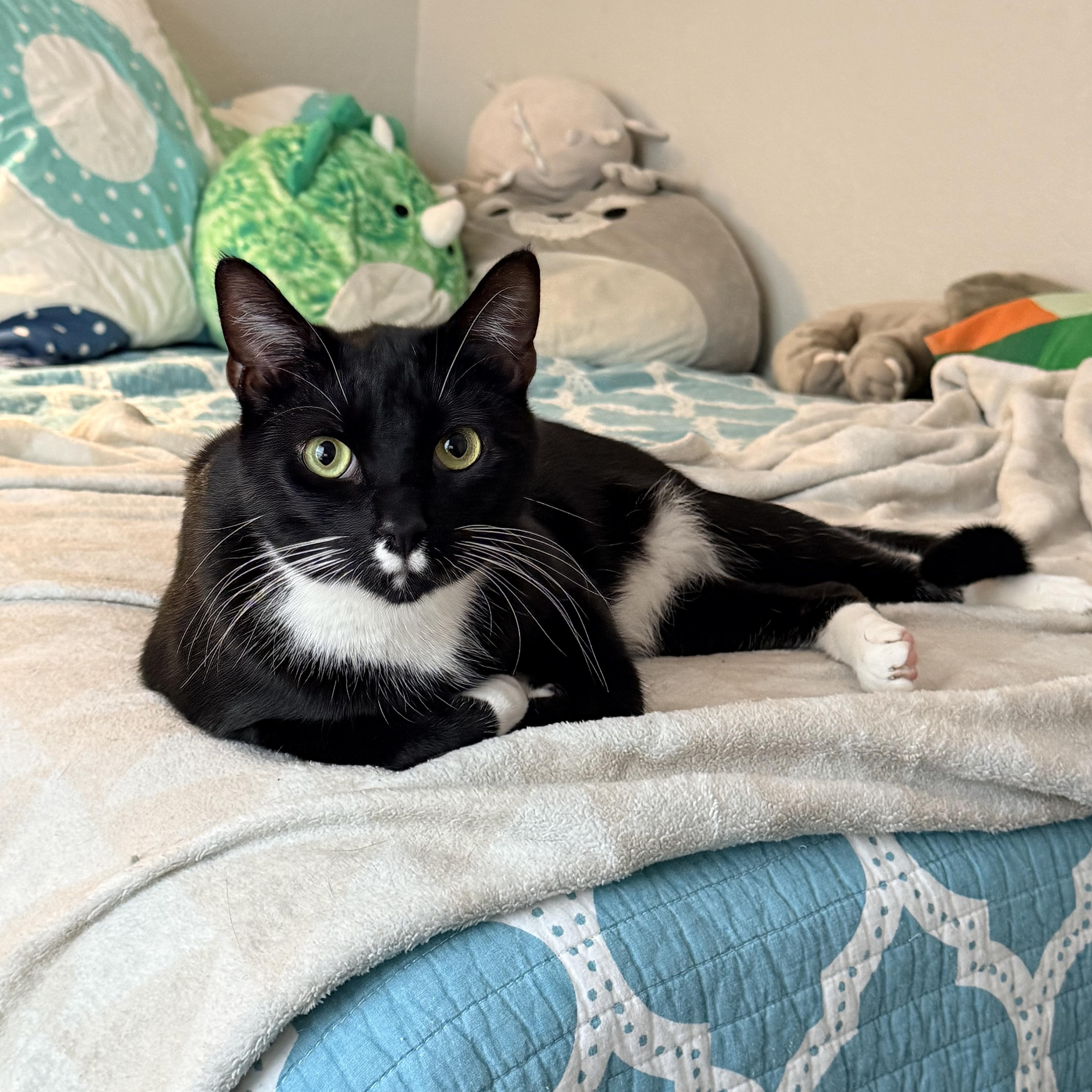 Scarecrow - Athens, GA, adoptable, Young Male Domestic Short Hair & Tuxedo.