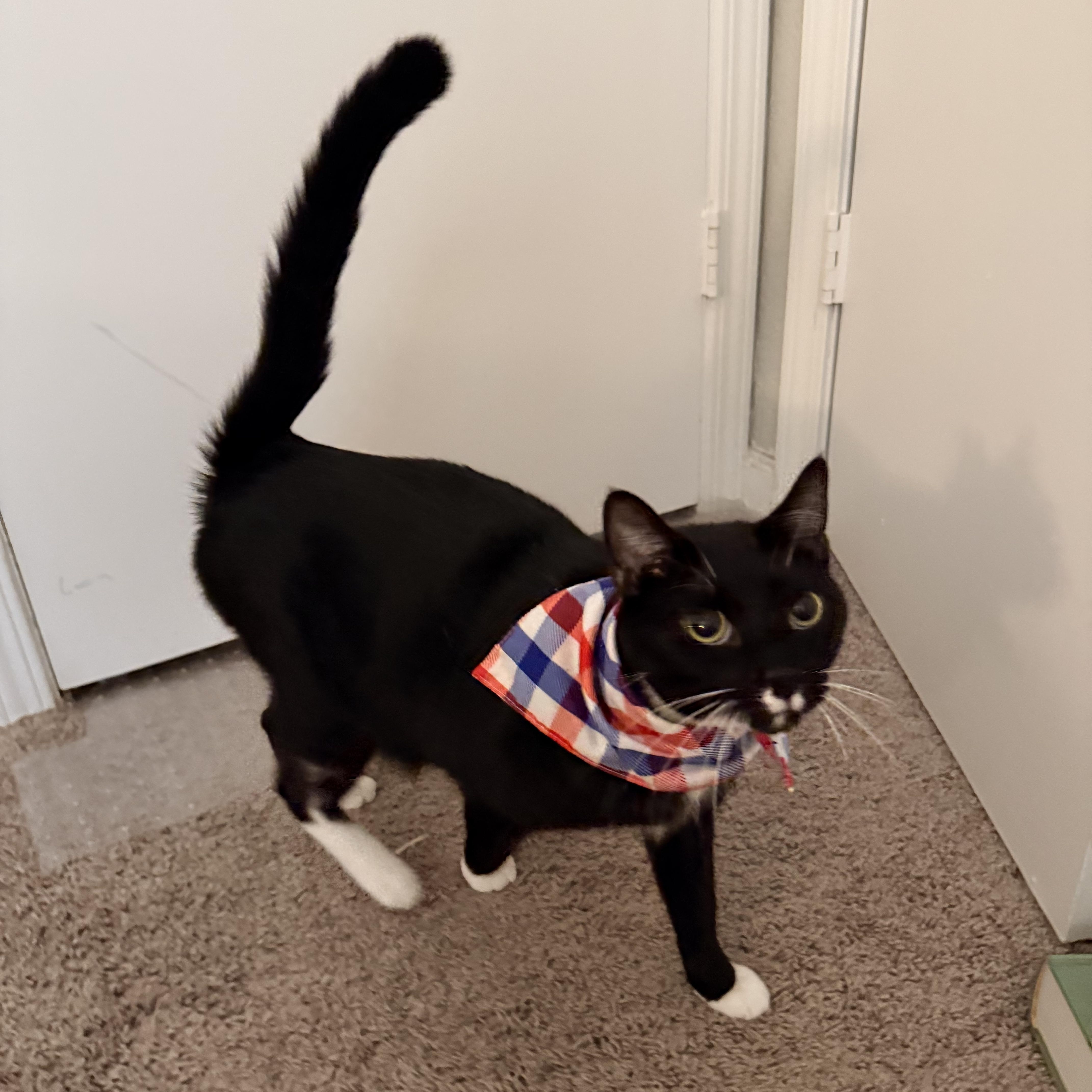 Scarecrow - Athens, GA, an adoptable mixed breed in Athens, GA image 6/6