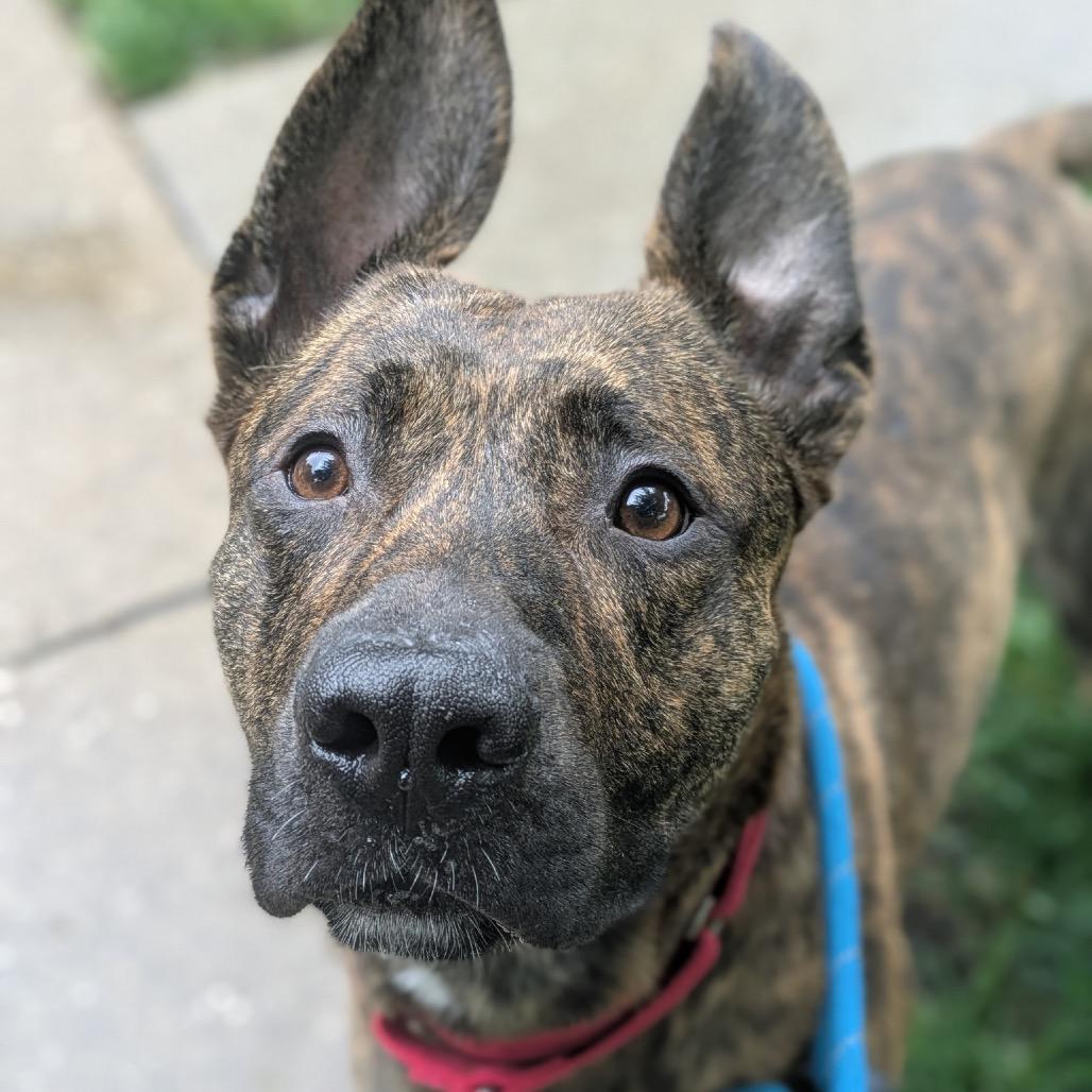 Spencer, Adoptable, Adult Male Mountain Cur.