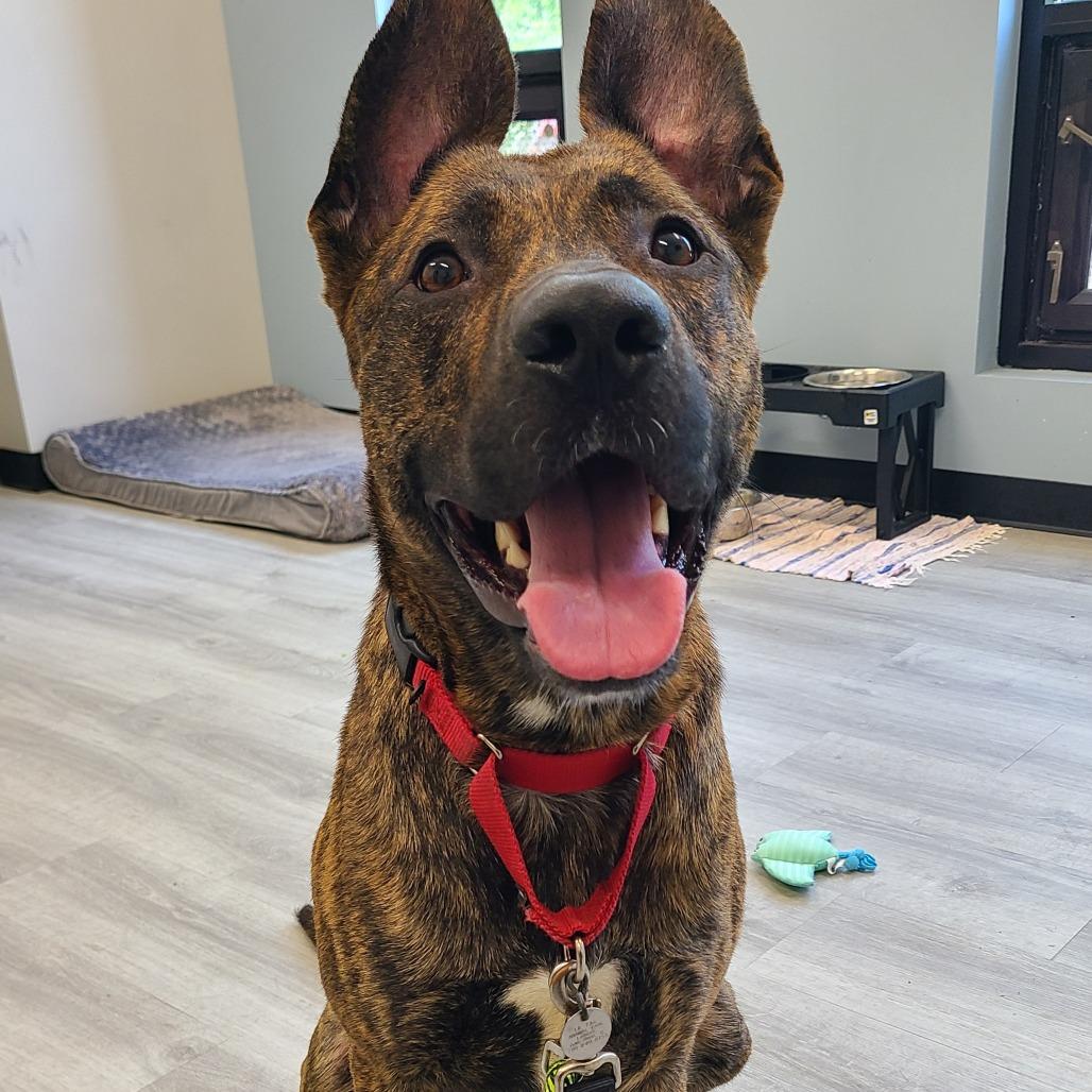 Enlarge Spencer, a Adoptable mixed breed in Oak Park, IL image 3/6