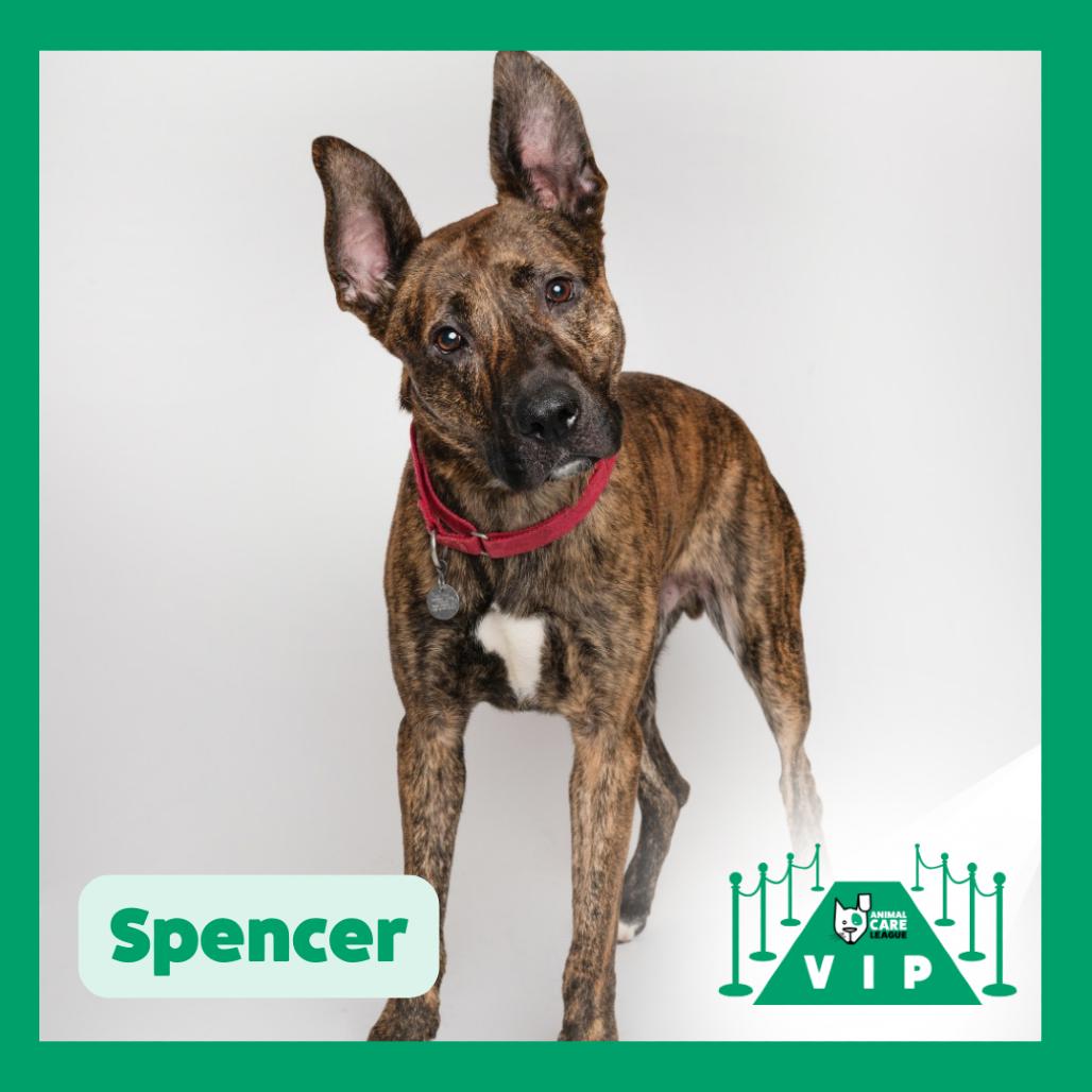 Enlarge Spencer, a Adoptable mixed breed in Oak Park, IL image 4/6