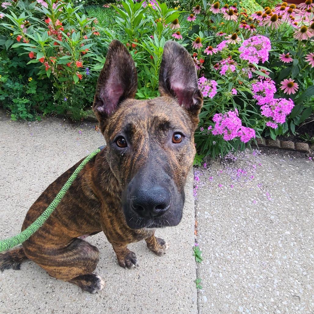 Enlarge Spencer, a Adoptable mixed breed in Oak Park, IL image 6/6