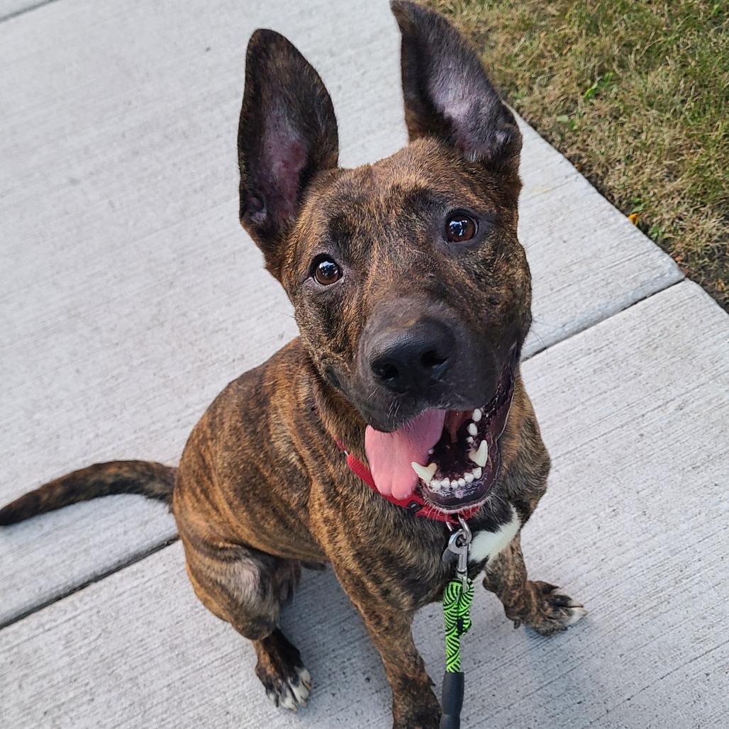 Enlarge Spencer, a Adoptable mixed breed in Oak Park, IL image 6/6