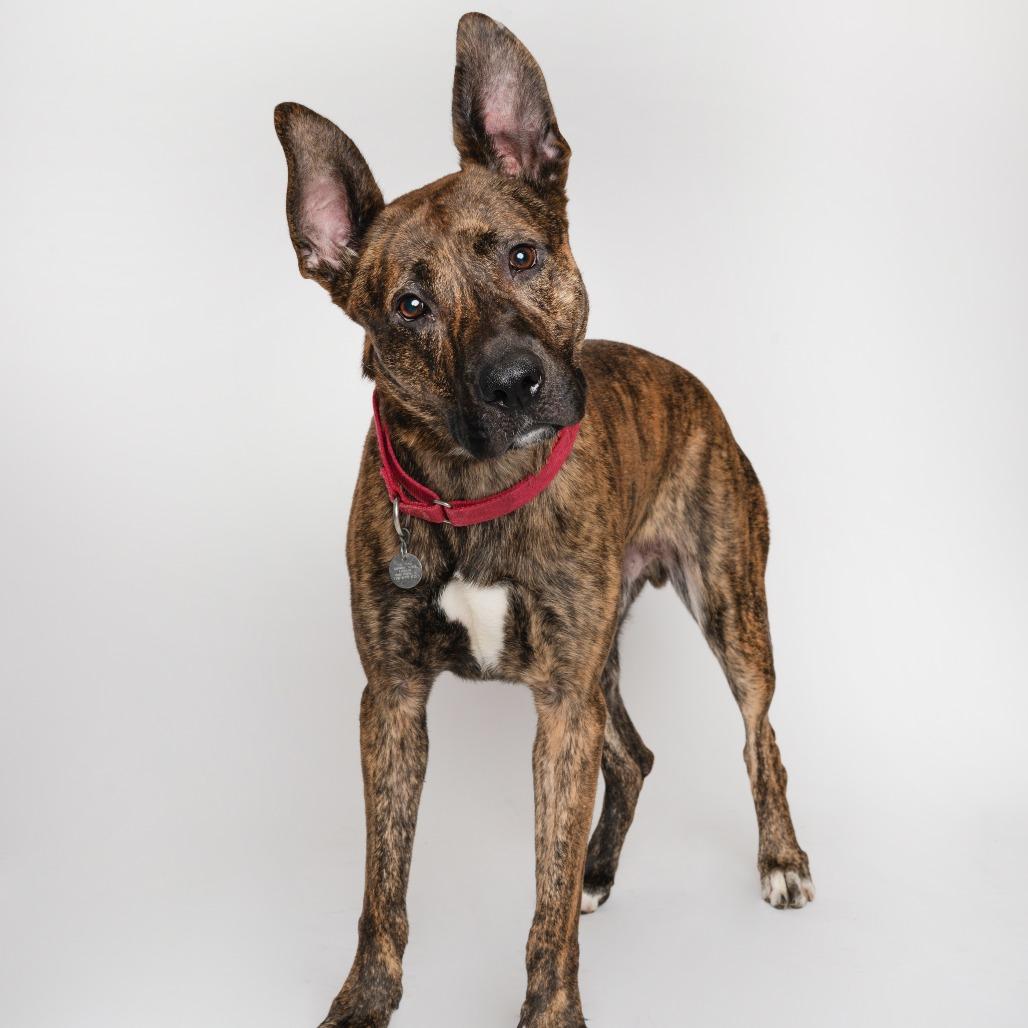 Enlarge Spencer, a Adoptable mixed breed in Oak Park, IL image 6/6