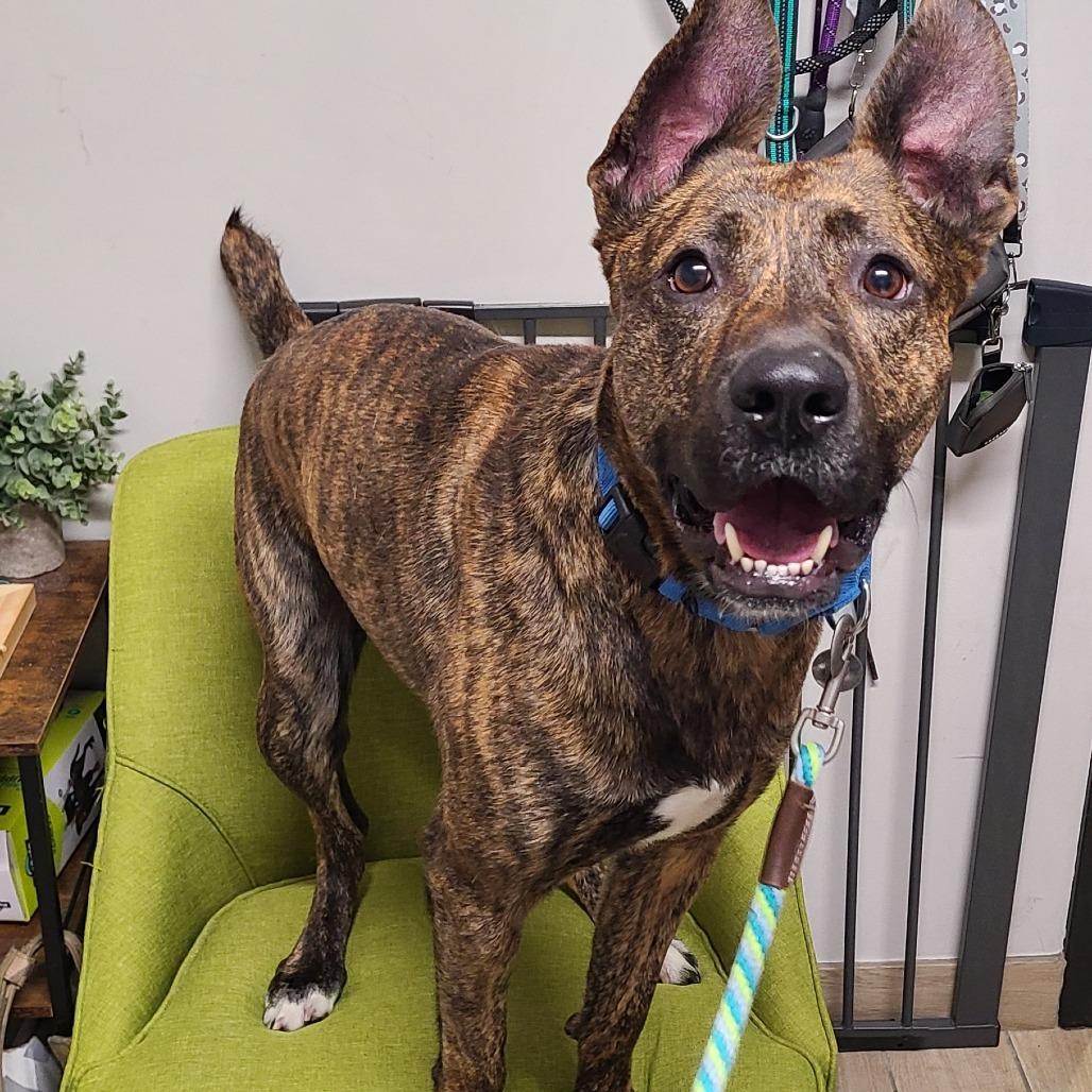 Enlarge Spencer, a Adoptable mixed breed in Oak Park, IL image 6/6