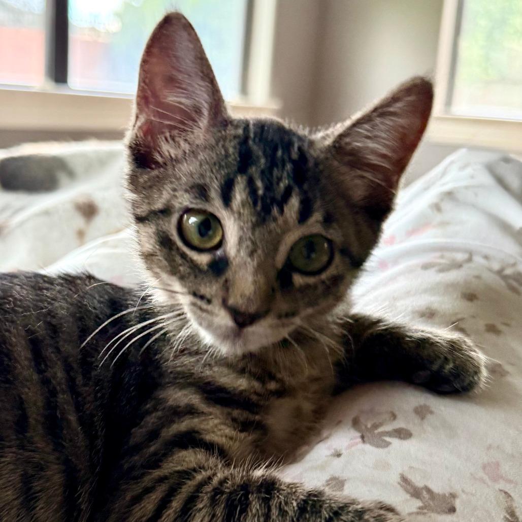 Lilly Jane, Adoptable, Kitten Female Domestic Short Hair.