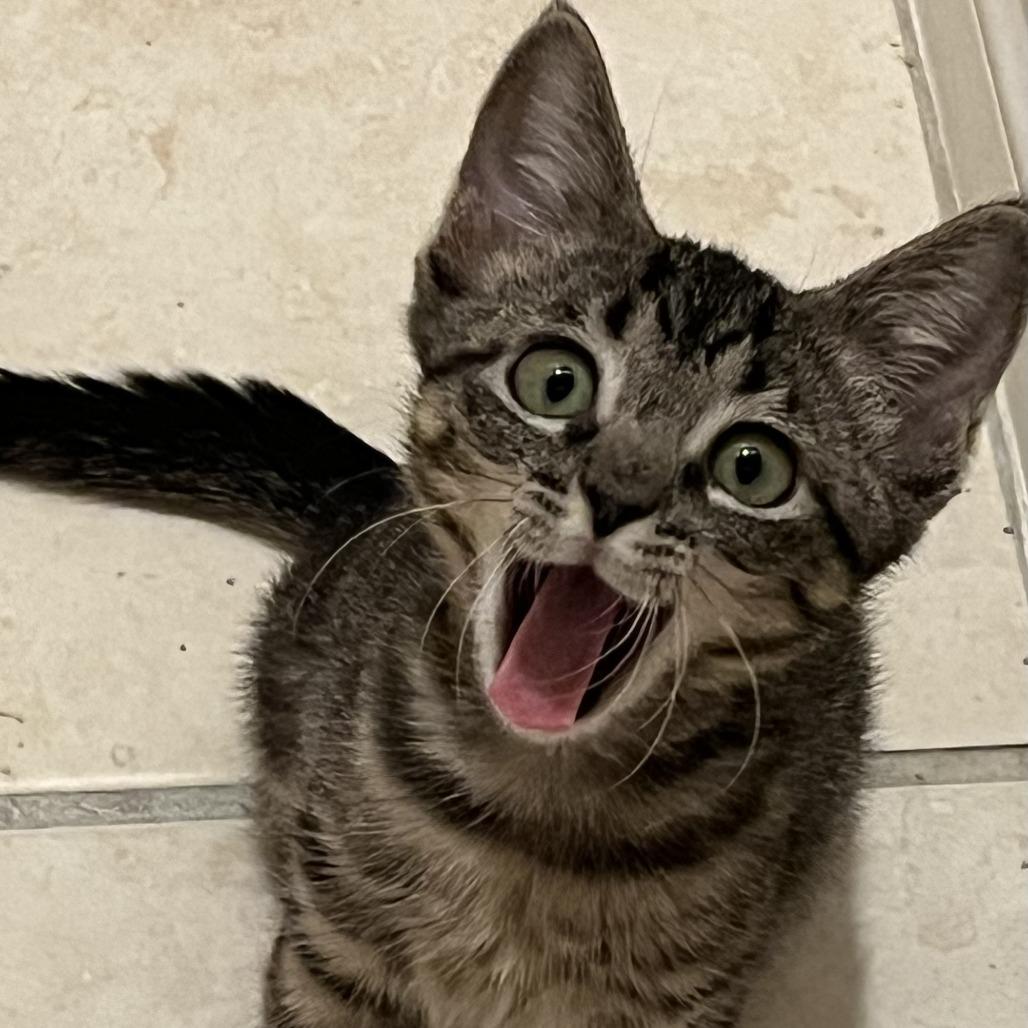Enlarge Lilly Jane, a Adoptable Domestic Short Hair in Houston, TX image 2/6