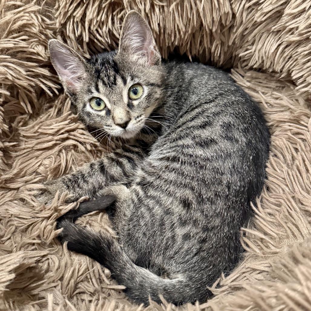 Enlarge Lilly Jane, a Adoptable Domestic Short Hair in Houston, TX image 3/6