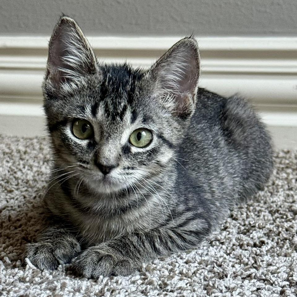 Enlarge Lilly Jane, a Adoptable Domestic Short Hair in Houston, TX image 4/6