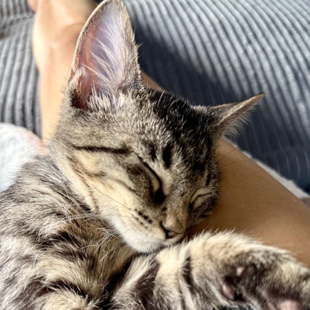 Enlarge Lilly Jane, a Adoptable Domestic Short Hair in Houston, TX image 5/6