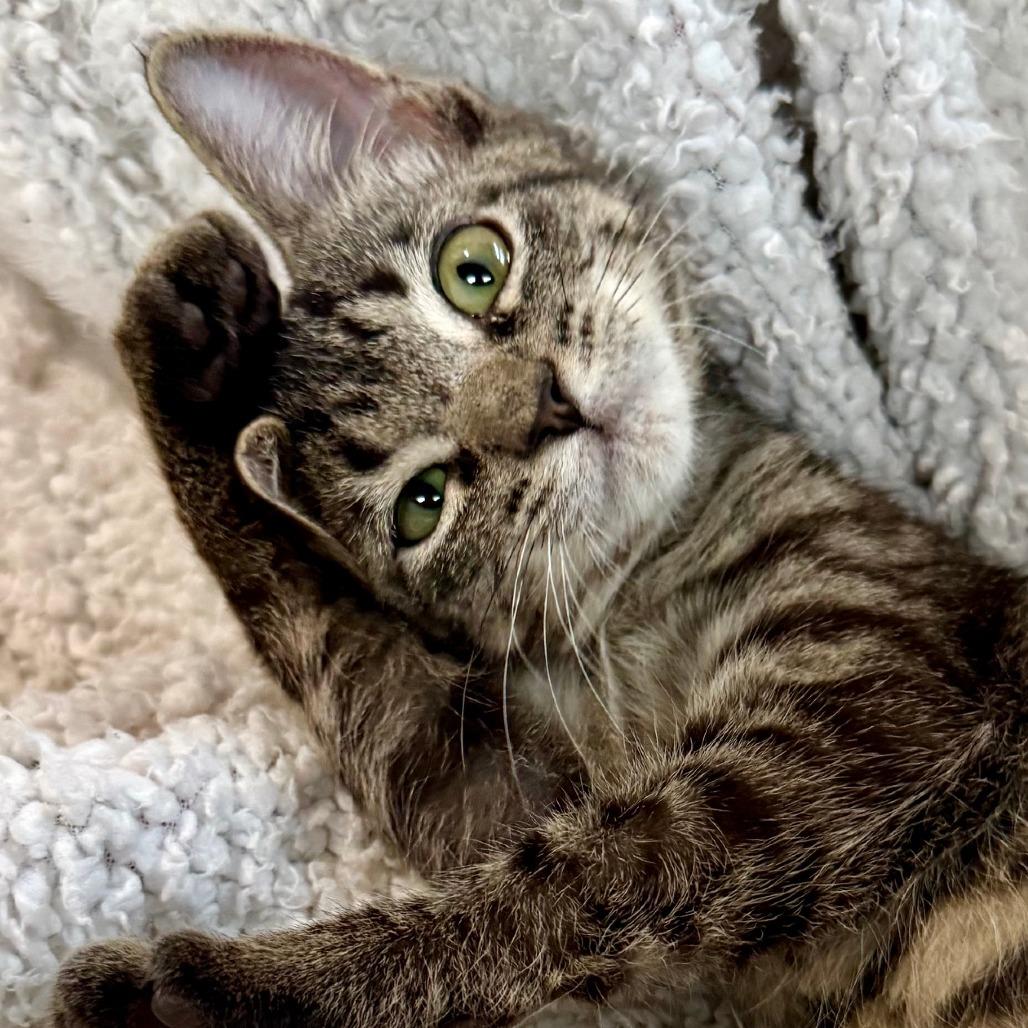 Enlarge Lilly Jane, a Adoptable Domestic Short Hair in Houston, TX image 6/6