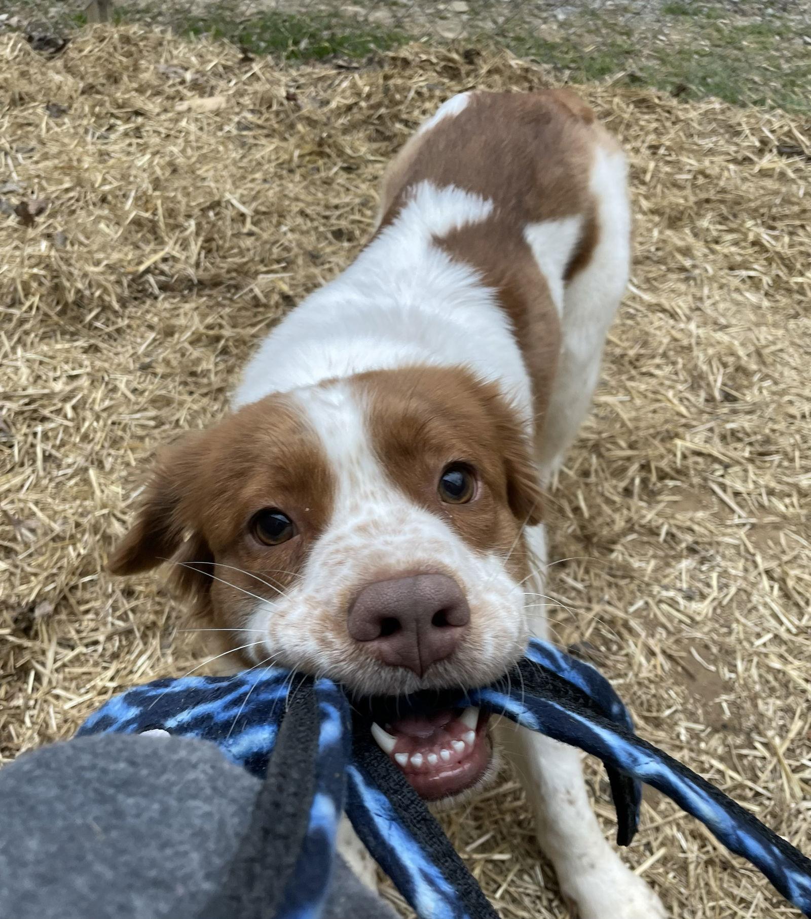 GA/Daisy, Adoptable, Young Female Brittany Spaniel & Labrador Retriever.
