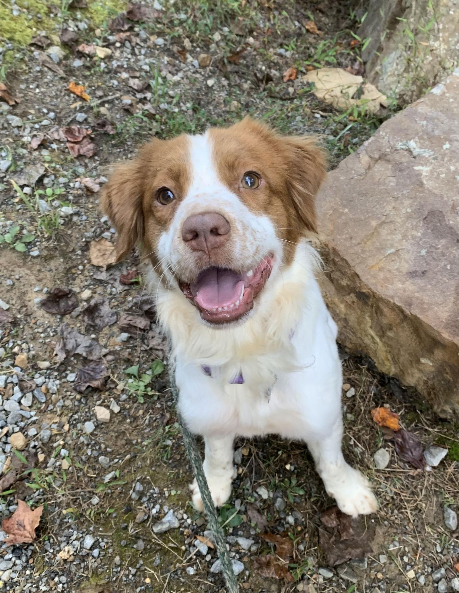 Enlarge GA/Daisy, a Adoptable mixed breed in Greenville, GA image 2/3