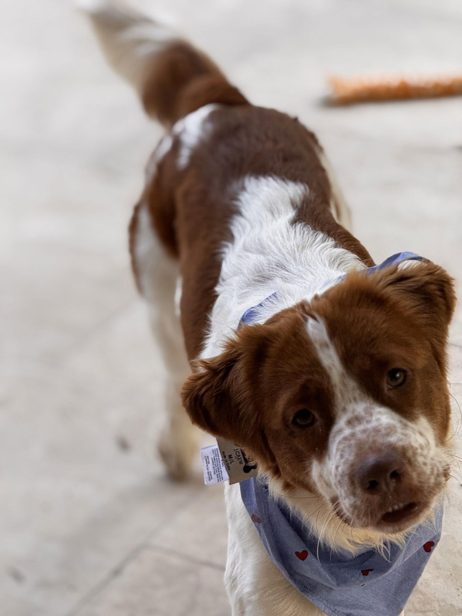 Enlarge GA/Daisy, a Adoptable mixed breed in Greenville, GA image 3/3