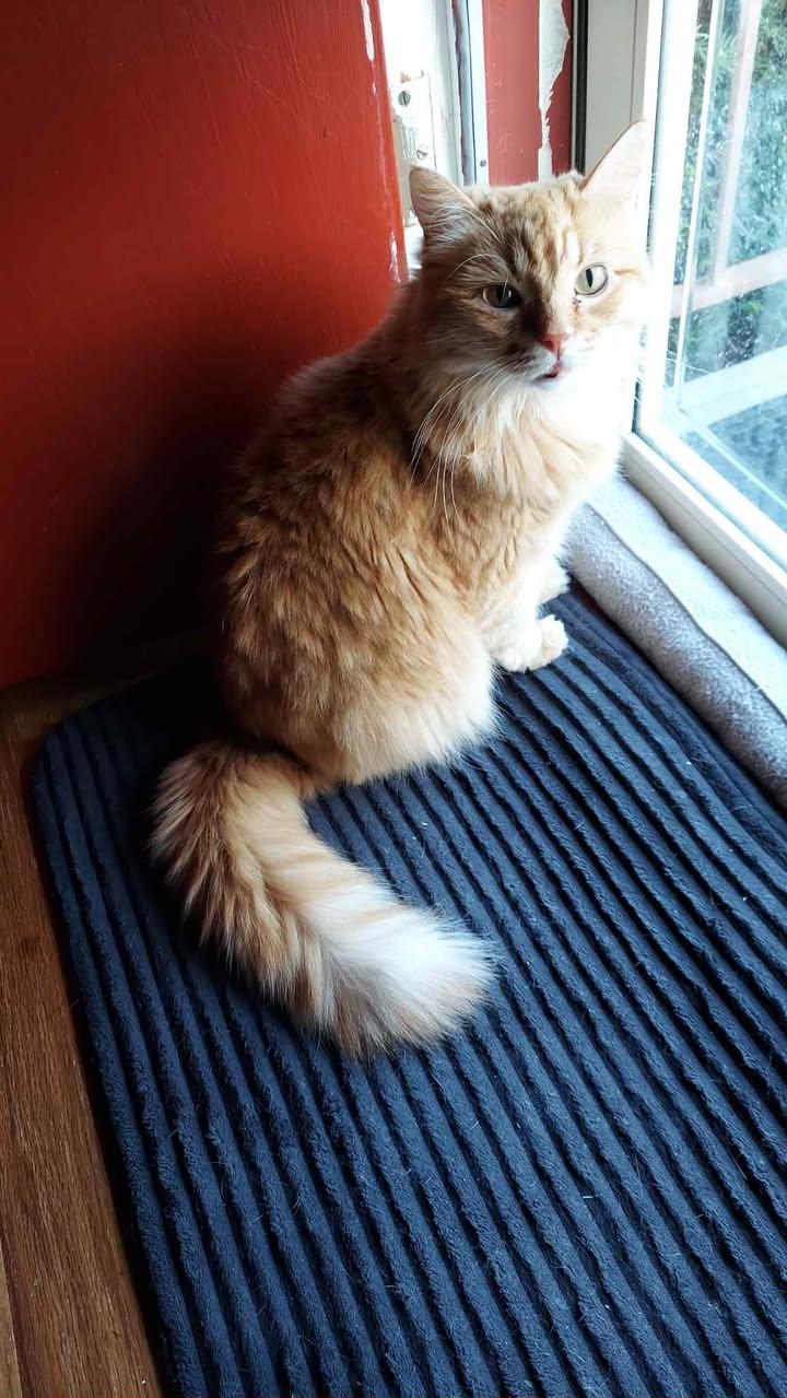 Star, Adoptable, Adult Female Domestic Medium Hair.