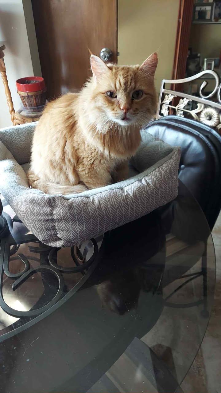 Star, a Adoptable Domestic Medium Hair in Marshall, MO image 2/2