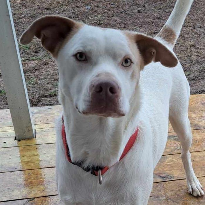 Enlarge Boo, a Adoptable mixed breed in Richmond, VA image 1/6