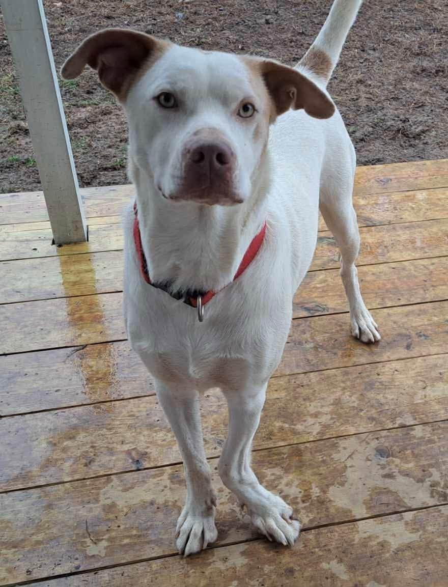 Enlarge Boo, a Adoptable mixed breed in Richmond, VA image 6/6
