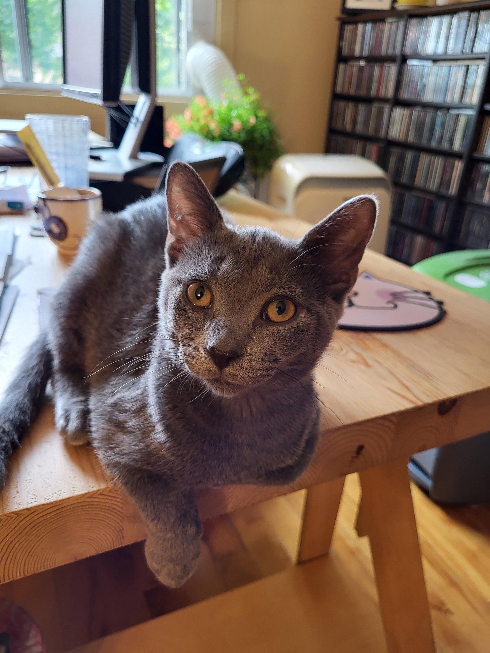 Speedie Gonzales, Adopted, Kitten Female Domestic Short Hair.