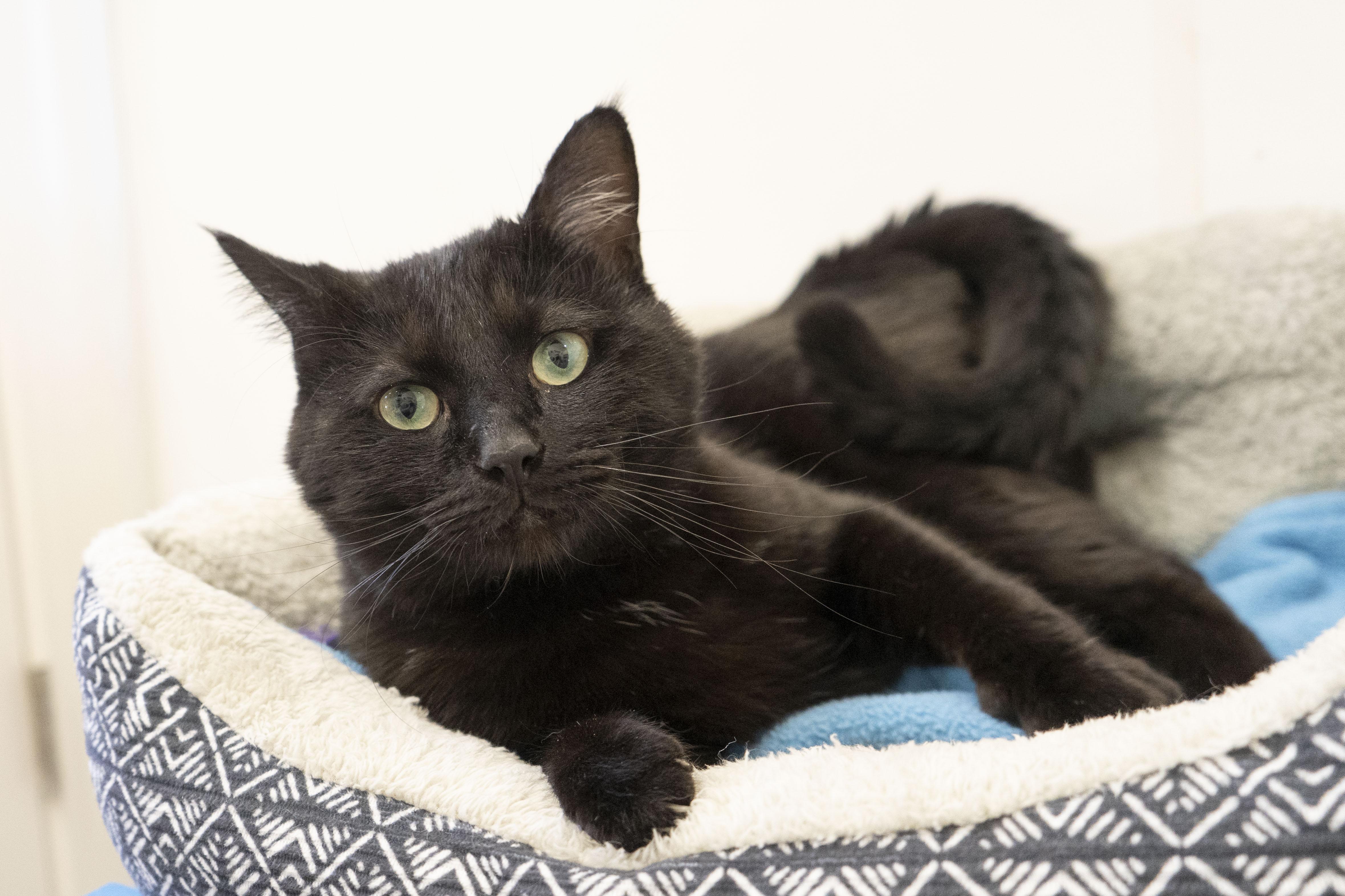 Pony Boy, a ADOPTABLE Domestic Short Hair in Boise, ID image 2/3