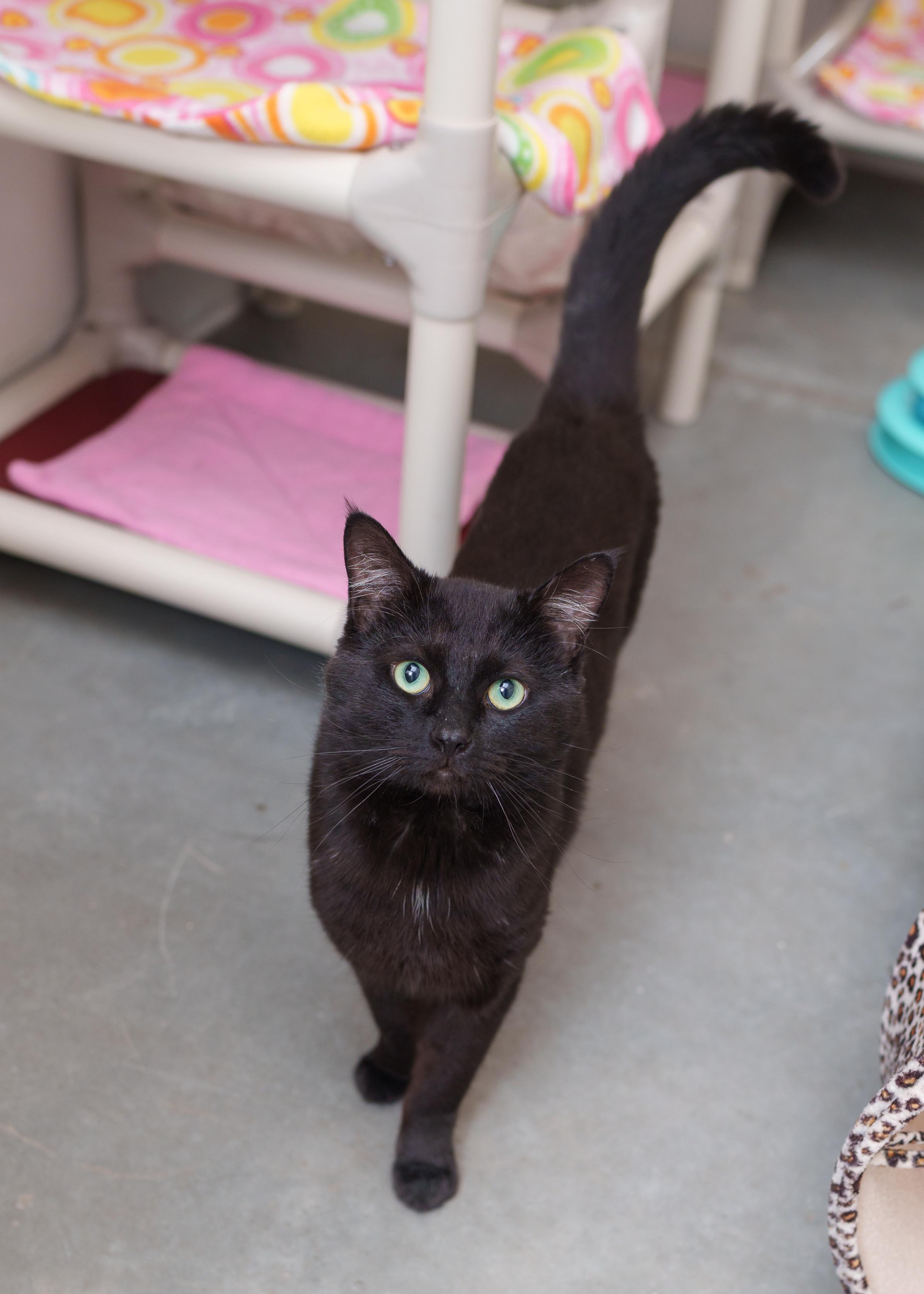 Pony Boy, an adopted Domestic Short Hair in Boise, ID image 1/5