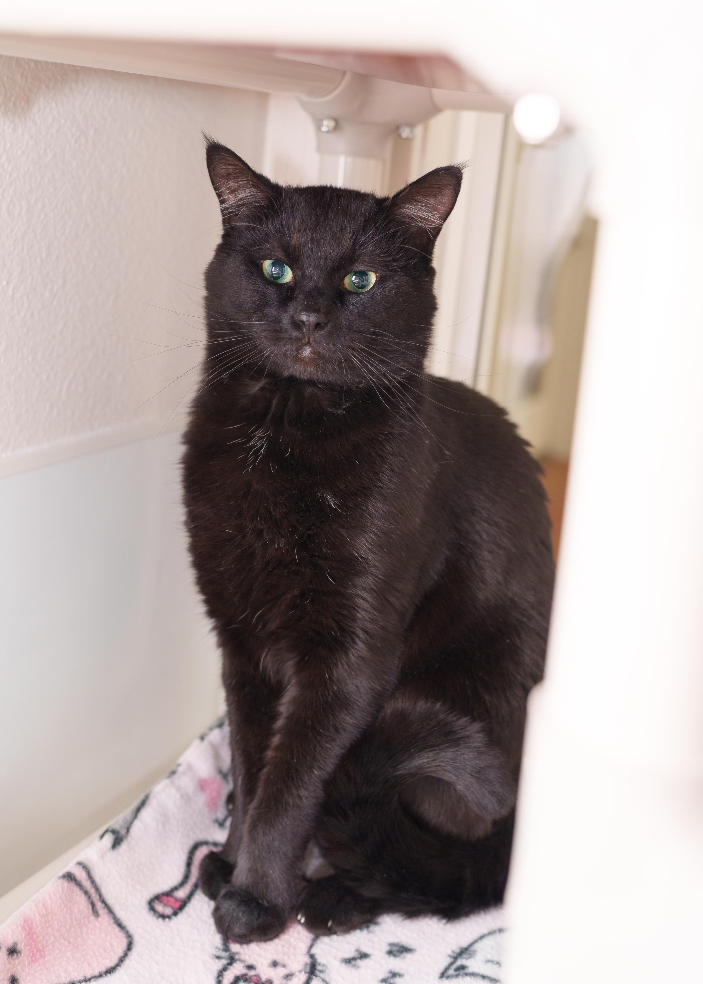 Pony Boy, an adopted Domestic Short Hair in Boise, ID image 2/5