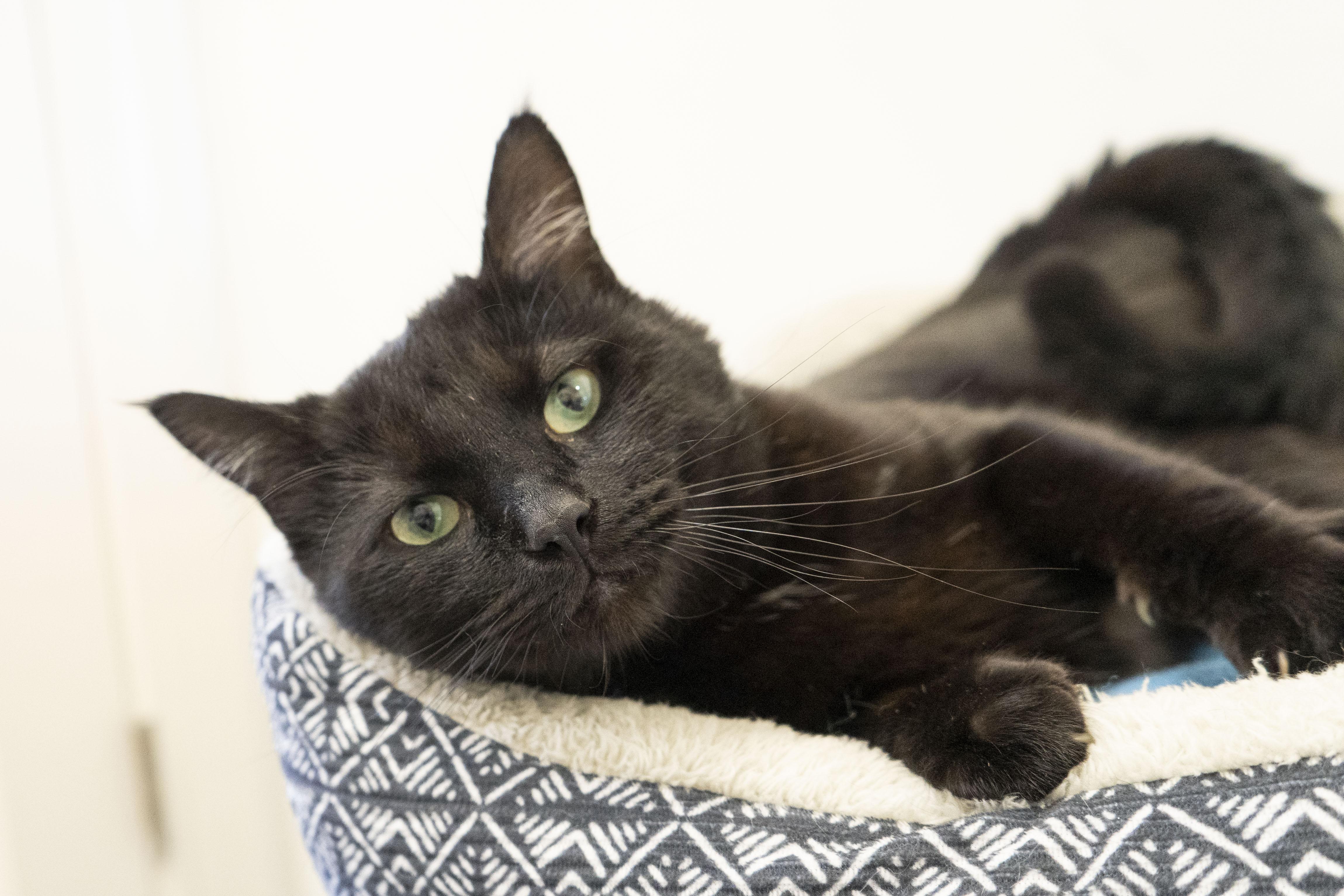 Pony Boy, a ADOPTABLE Domestic Short Hair in Boise, ID image 3/3