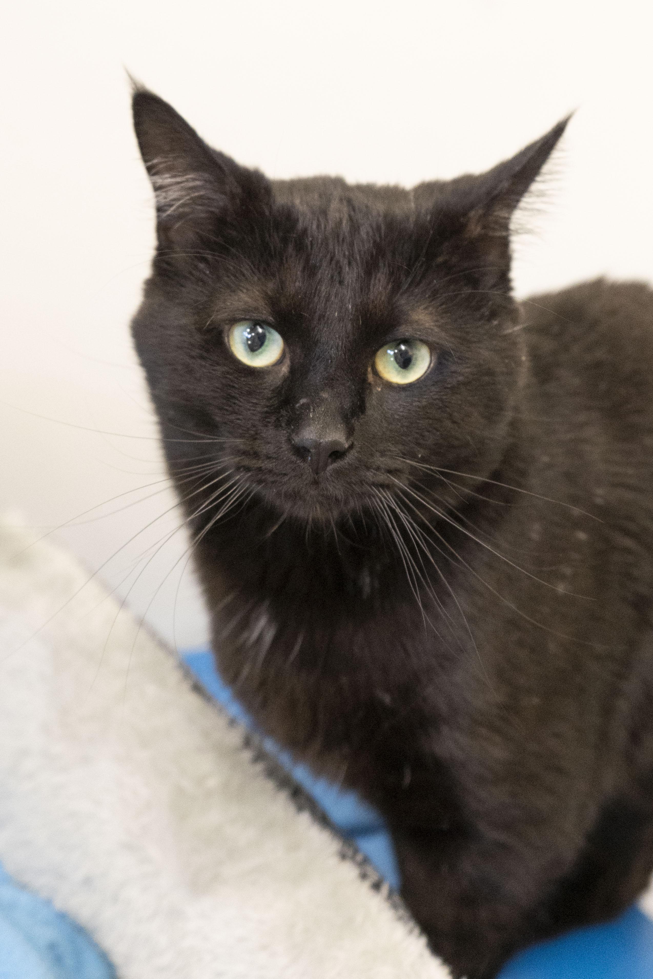 Pony Boy, a ADOPTABLE Domestic Short Hair in Boise, ID image 1/3