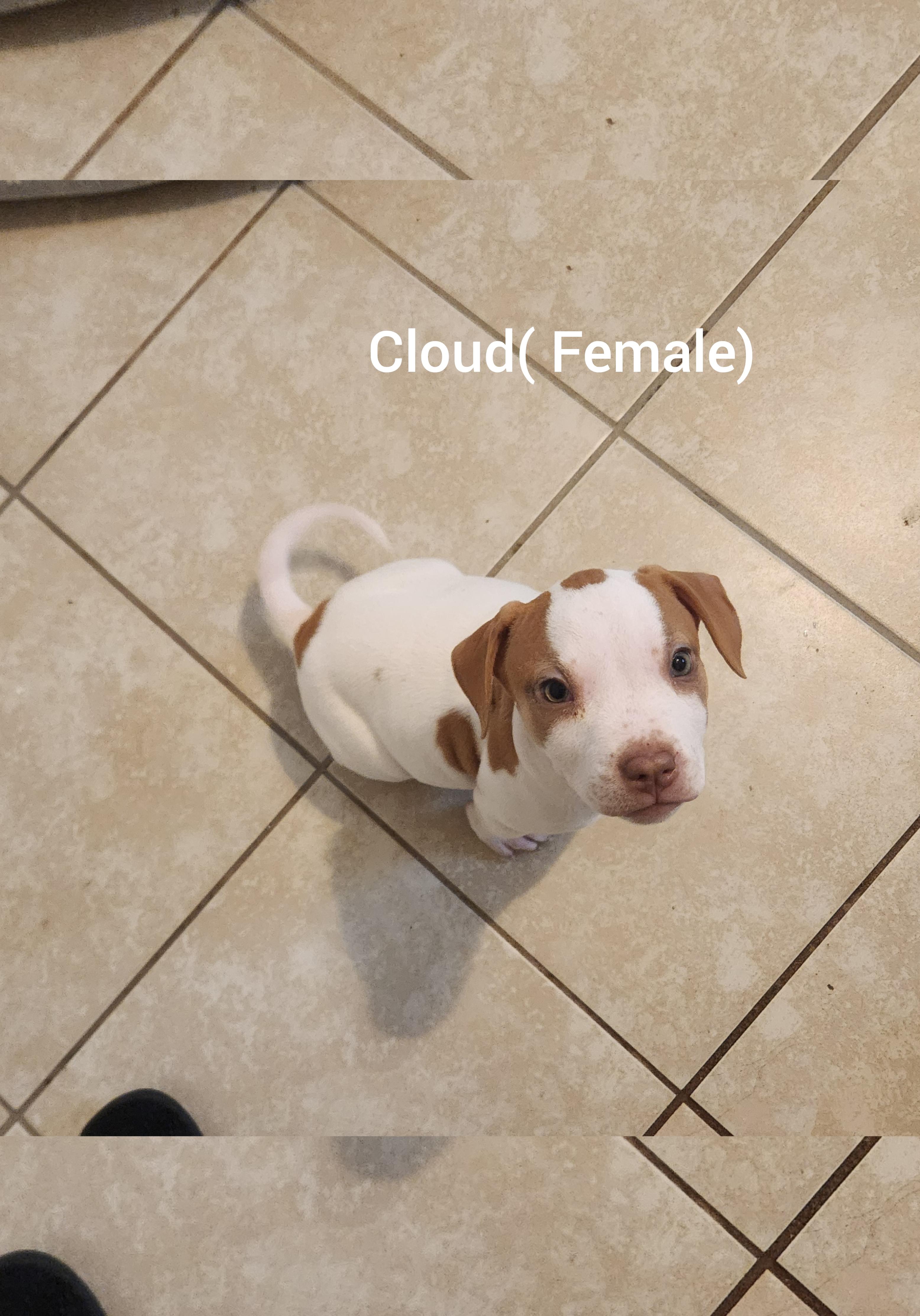 Cloud ( Orlando Fl), an adopted mixed breed in Orlando, FL image 2/3