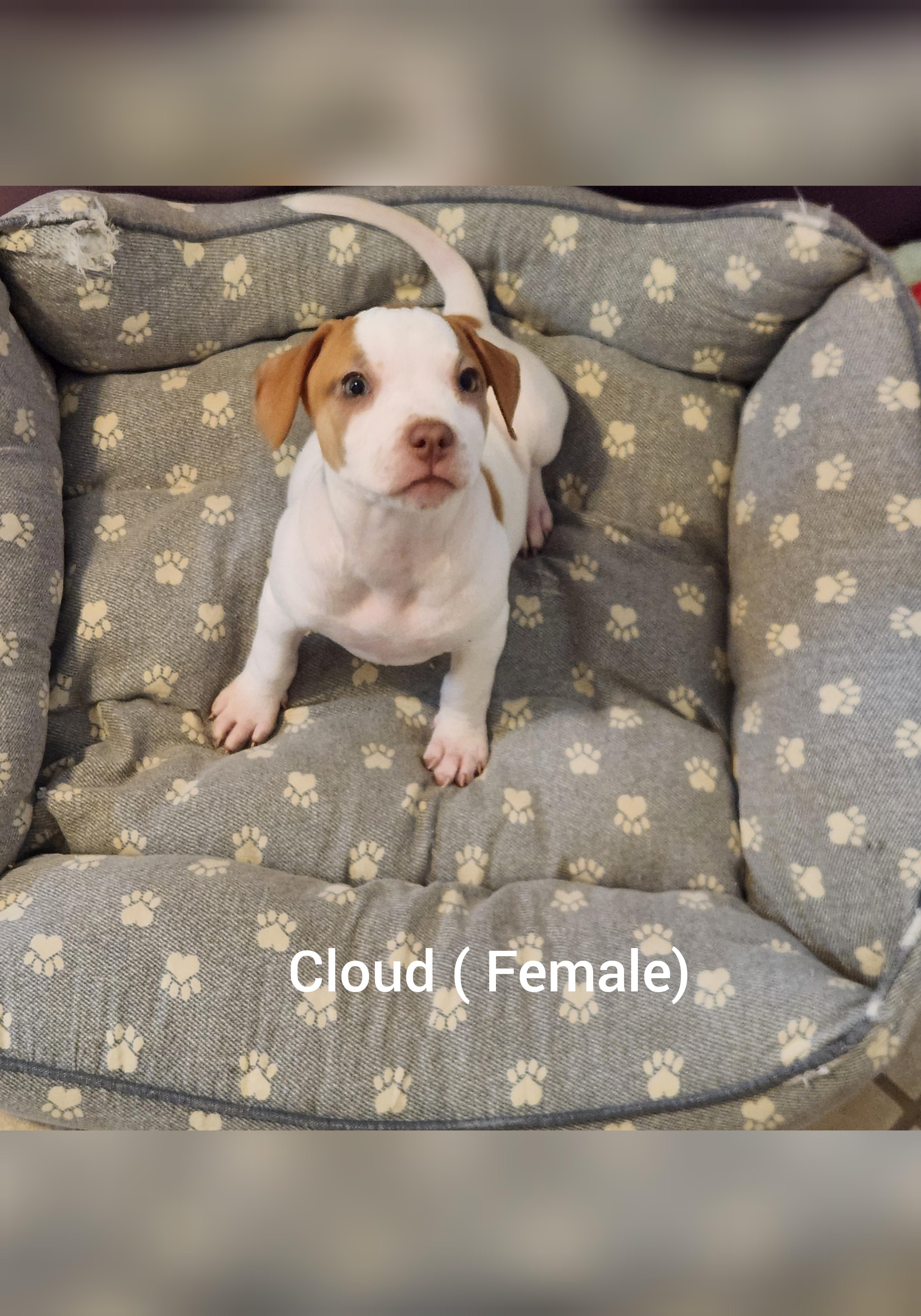 Cloud ( Orlando Fl), an adopted mixed breed in Orlando, FL image 3/3