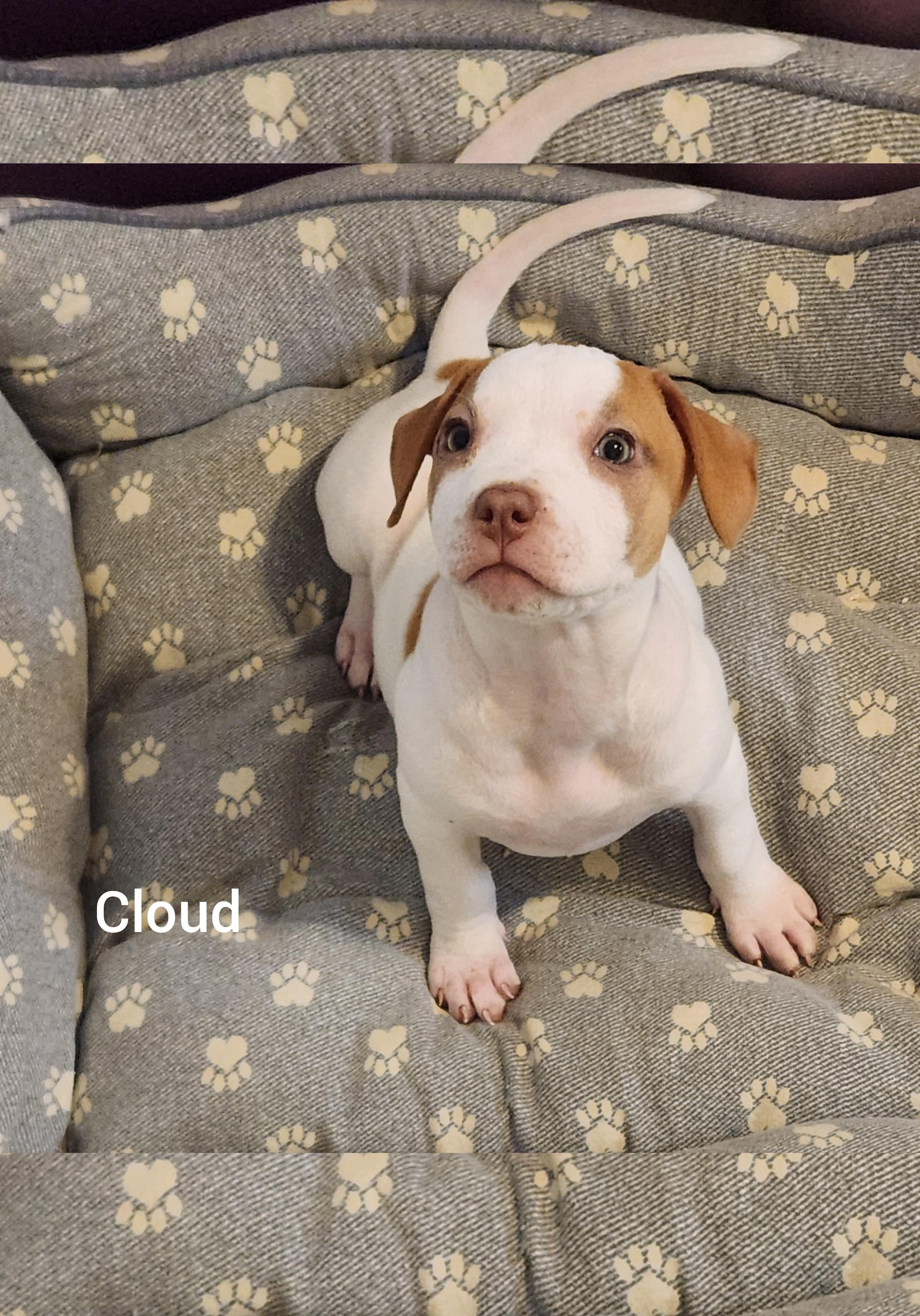 Cloud ( Orlando Fl), adopted, Puppy Female Pointer.