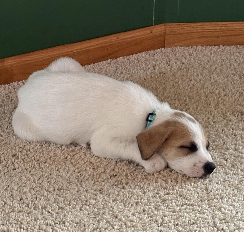 Darcy, a Adoptable mixed breed in Alma, WI image 1/5