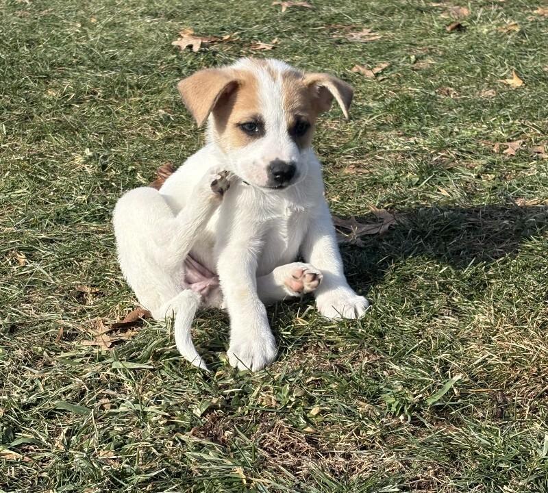 Darcy, a Adoptable mixed breed in Alma, WI image 2/5
